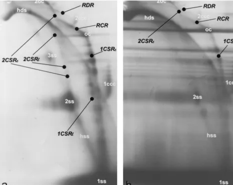 FIG. 3. Analysis of the BND cellulose eluate fractions (technique and abbreviations are as described in Fig