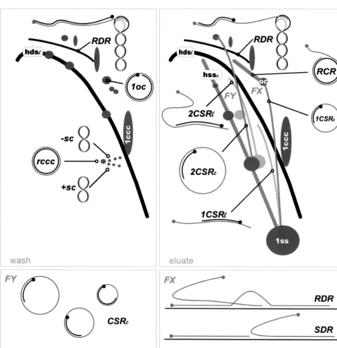 FIG. 4. Schematic summary of viral DNA forms observed with different viruses to variable extents