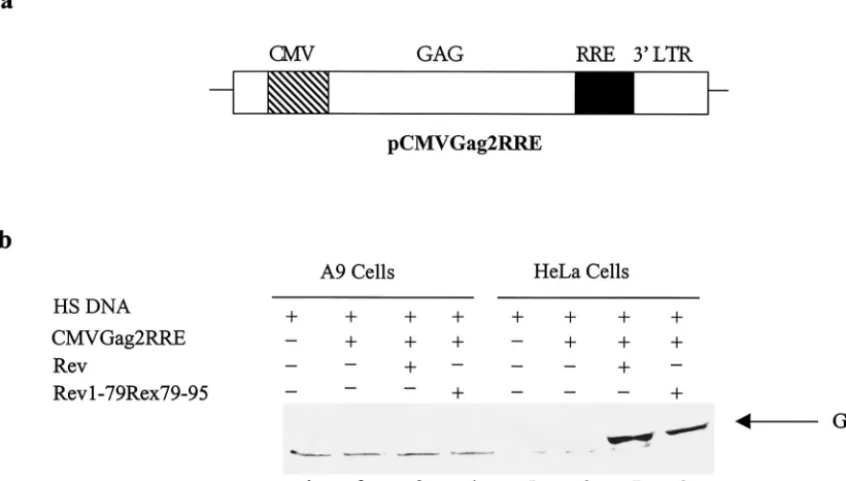 FIG. 1. HIV-1 Rev-dependent Gag expression in HeLa and A9 cells. (a) Diagram depicting pCMVGag2RRE