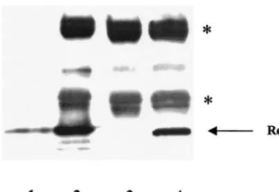 FIG. 3. HIV-1 Rev expression in A9 cells. A9 cells were cotrans-fected with pCMV128 and pRSVRev expression constructs and lysed