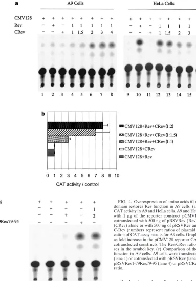 FIG. 4. Overexpression of amino acids 61 to 116 of Rev C-terminaldomain restores Rev function in A9 cells