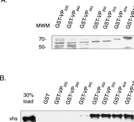 TABLE 2. Two-hybrid analysis of site-speciﬁc pointmutants within VP16a