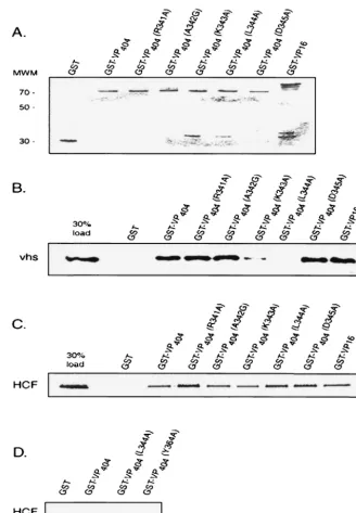 FIG. 4. A mutation at leucine 344 of VP16 abolishes binding to vhs. Equivalent amounts of full-length GST-VP16, GST-VP16 (residues 1 to404), or derivatives thereof harboring point mutations at the indicated amino acids (or control GST beads) were incubated with in vitro-translated,