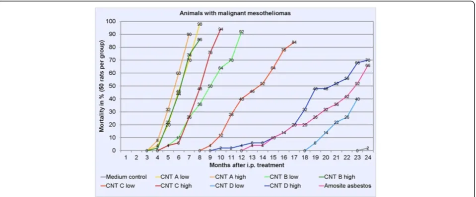 Figure 2 Animals with malignant mesotheliomas over time in %. A group was terminated when 80% mortality was reached.