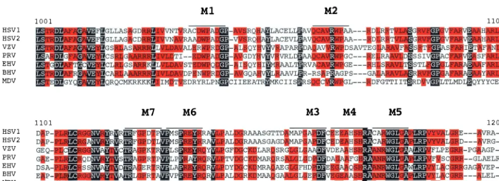 FIG. 1. Sequence alignment of seven alphaherpesviruses corresponding to aa 1001 to 1200 of HSV-1 ICP4 and mutant loci