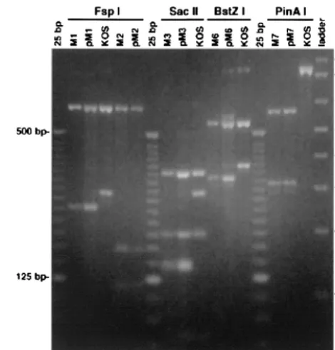 TABLE 2. Complementation of d120 by plasmids expressingmutant ICP4
