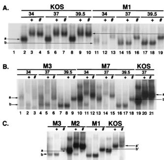 Figure 7 shows the regions of the gels containing the DNA-