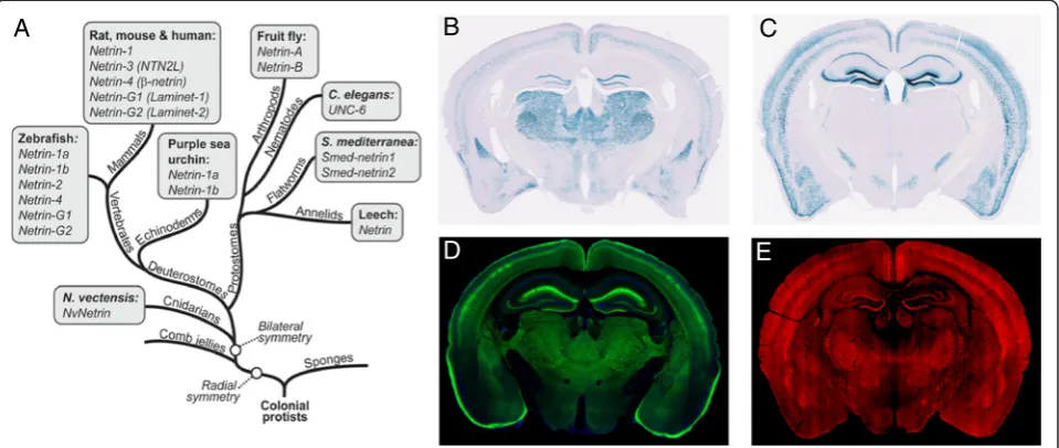 Fig. 1 Complementary expression patterns of the two netrin-G subfamily members in the mouse brain
