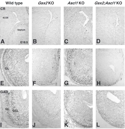 Figure 7Olfactory bulb interneuron subtype specification in Gsx2, Ascl1 and Gsx2;Ascl1 mutantsOlfactory bulb interneuron subtype specification in Gsx2, Ascl1 and Gsx2;Ascl1 
