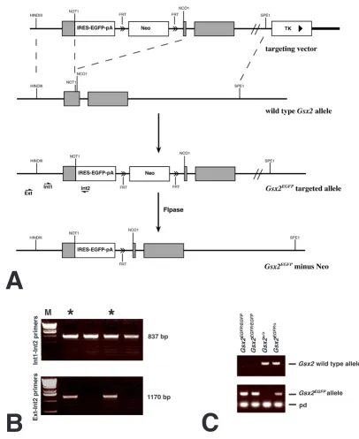 Figure 9Gsx2ers to detect the embryonic stem cells were identified using the primers indicated as half arrows in (A)