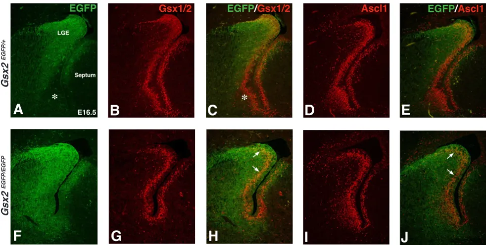 Figure 2Gsx2the VZ and the SVZ (F, H). der in the LGE (arrows in merged image in (H)) whereas EGFP expression (labeling Gsx2 mutant cells) is observed throughout EGFP enhanced green fluorescent protein (EGFP) throughout the VZ of the LGE at E16.5