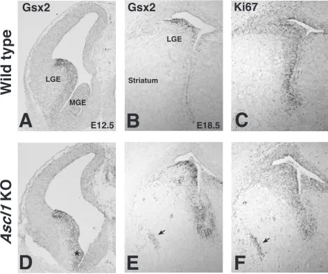 Figure 3Increase in progenitor cell markers in the lateral ganglionic eminence (LGE) of Ascl1 mutantsIncrease in progenitor cell markers in the lateral ganglionic eminence (LGE) of Ascl1 mutants