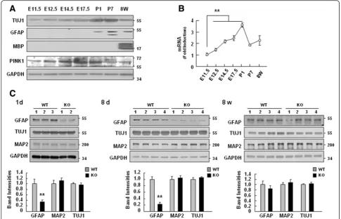 Fig. 1 PINK1 expression increased during brain development, and PINK1 deficiency caused defects in GFAP expression