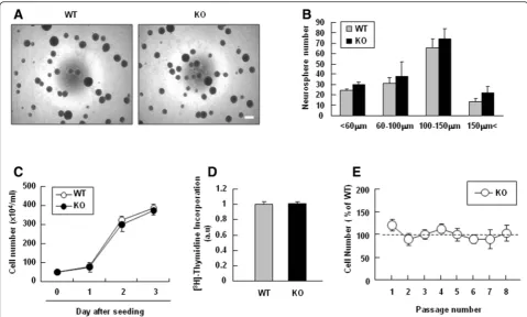 Fig. 2 PINK1 deficiency did not affect the self-renewal or proliferation capacities of NSCs.assayed in WT and PINK1-KO NSCs