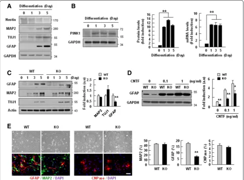 Fig. 3 PINK1 expression increased during differentiation of NSCs, and its deficiency caused defects in GFAP-positive astrocyte differentiation