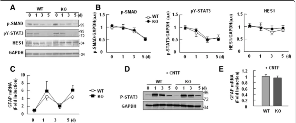 Fig. 4 PINK1 deficiency did not affect GFAP mRNA expression or the signaling pathways involved in astrocyte differentiation.GFAP mRNA levels were examined on day 3 of differentiation (differentiated in the presence of 0.1 ng/ml CNTF for 5 days