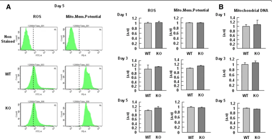 Fig. 5 PINK1-KO NSCs exhibited normal mitochondrial functions during differentiation.(carboxyl-H2DFFDA and 125 nM MitoTracker Red CMXRos, respectively.relative to that of nuclear DNA was measured as the ratio of the mitochondrial D-loop (mito-D-loop) to th