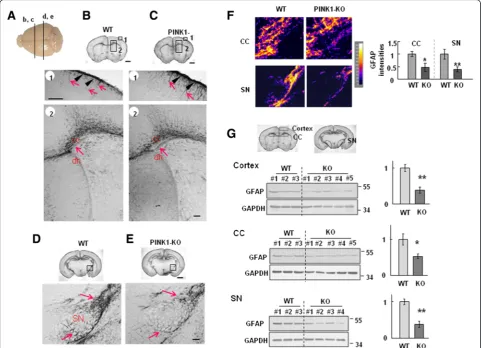 Fig. 6 PINK1 deficiency alters GFAP expression in the cortex and midbrain of 8-day-old mice