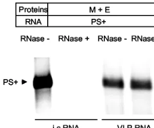 FIG. 3. Northern blot analysis of VLP-associated RNAs afterRNase A treatment. Partially puriﬁed VLPs, released from cells coex-