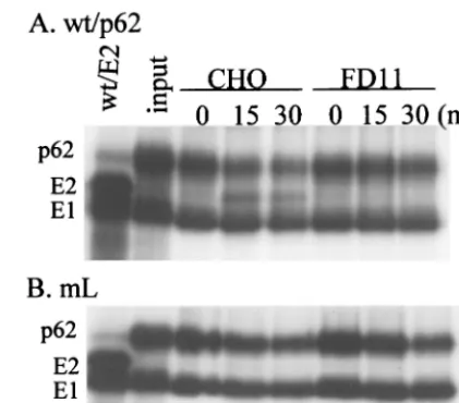 FIG. 3. p62 cleavage during virus uptake by CHO and FD11 cells.Radiolabeled wt/p62 (A) and mL (B) viruses were prepared as de-