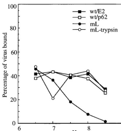 FIG. 5. The pH dependence of binding of wt and mL virus to BHKcells. Radiolabeled virus preparations of wt/E2, wt/p62, and mL were
