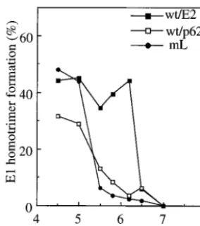 FIG. 7. pH dependence of E1 homotrimer formation in wt/E2,wt/p62, and mL viruses. Radiolabeled wt/E2, wt/p62, and mL viruses