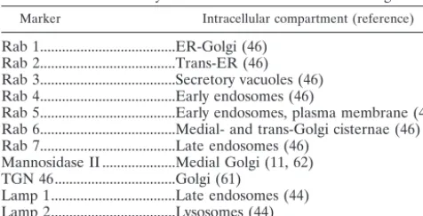 TABLE 1. Antibody markers and their intracellular targetsa