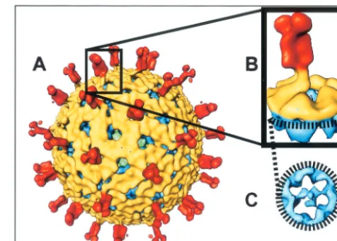 FIG. 1. TLP structure and extraction of an individual VP4 spike.(A) Typical rotavirus TLP structure (SA11-4F strain) viewed along the