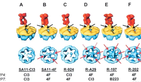FIG. 2. VP4 spike structures from the parental and reassortant strains. (Top) Conical sections, as illustrated in Fig