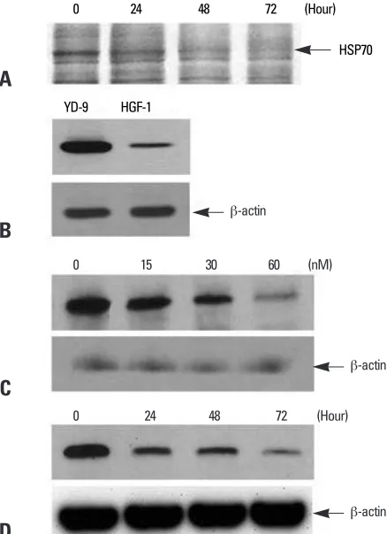 Fig. 1. Effects of PEA treatment on the viability of chemoresistant YD-9 cells. (A) After 24 h incubation with etoposide (2 - 10 µg/mL) and (B) 5-FU (1 - 2,000 µM), cellviabilities were determined by MTT assay