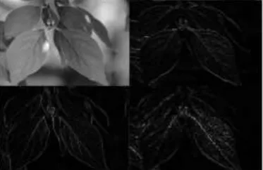 Figure 1. Green plant image after first-level wavelet decomposition. 