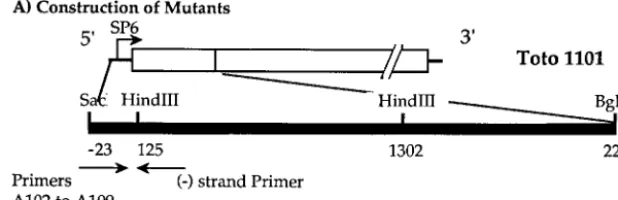 FIG. 1. Construction of SINV genomes with altered 5�and a 3for the construction of mutants indicated