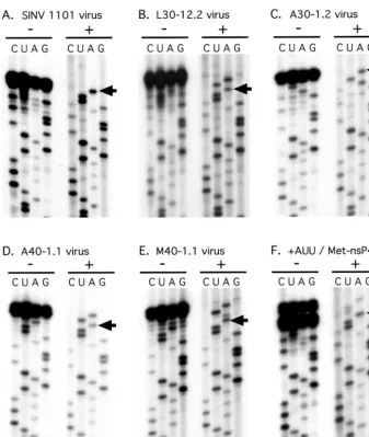 FIG. 2. The 5�method. For each virus, two sets of sequencing reactions are shown. In the set on the left (the set on the right (virus