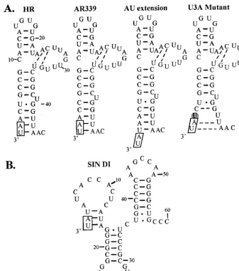 FIG. 3. Putative secondary structure at the 3� end of the minus strand. The 3� sequences of the viral genomes of two strains of SINV and ofseveral mutants (A), as well as that from a DI RNA (B), are shown.