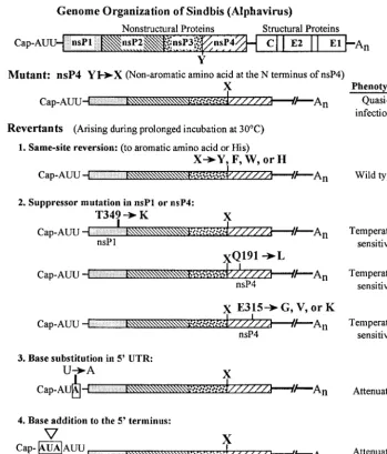 FIG. 4. Four types of reversion mutations that suppress the nsP4 N-terminal mutants. At the 5�adjacent to the cap structure