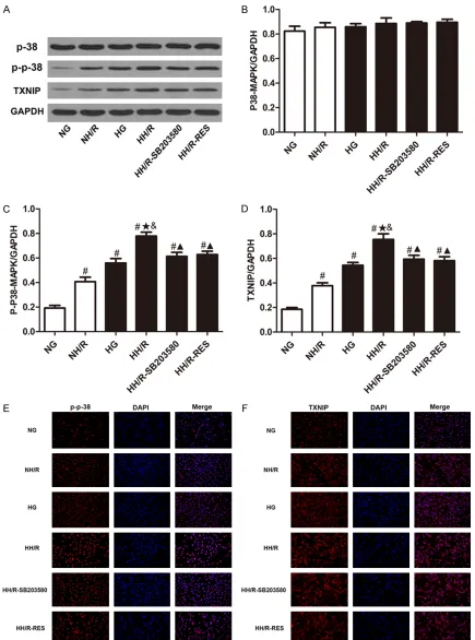Figure 4. Effect of blockage of p38-MAPK on HG-induced H/R injury and protective of RES treatment