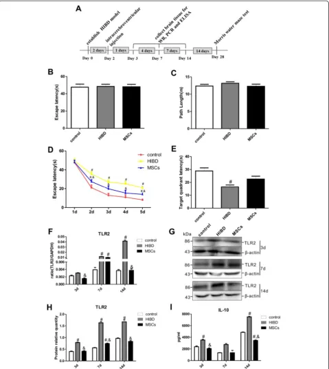 Fig. 1 MSC transplantation improved the learning-memory function and reduced the TLR2/IL-10 expression levels of HIBD rats