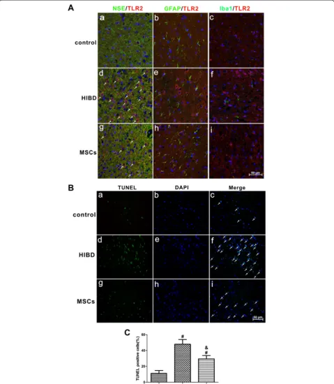 Fig. 3 MSC transplantation decreased the expression of TLR2 in neurons and suppressed apoptosis in the cerebral cortex of HIBD rats