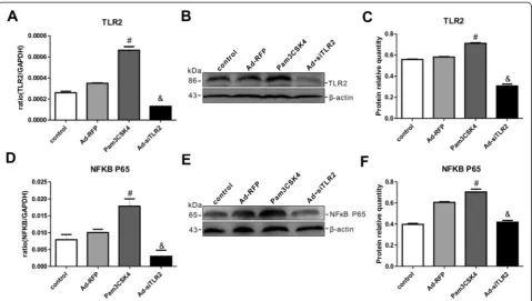 Fig. 6 Pam3CSK4 effectively activated and Ad-siTLR2 specifically blocked the TLR2/NFκB signaling pathway in PC12 cells