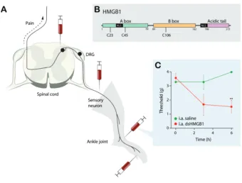 Figure 1. HMGB1 induces pain-like behavior in rodents. (A) Injection of recombinant HMGB1to the paw, ankle joint, sciatic nerve or intrathecal space evokes pain-like behavior in ro-dents