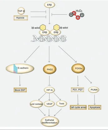 Figure 3. Schematic representation of ERβ-mediated antitumor pathways. After receptordimerization, ERβ enhances expression of E-cadherin, a protein that maintains epithelial in-tegrity by blocking EMT