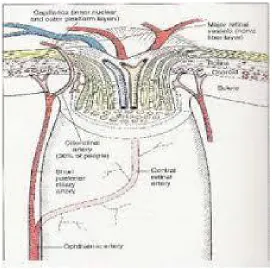 Fig 1 Blood Supply Of Optic Nerve Head 