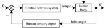Figure 1. Mechanism of dynamic balance of human body. 