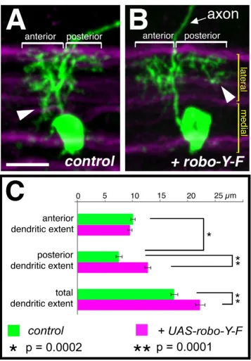 Figure 7Displacement of dendritic branches from medial anterior to posterior lateral regionshours AEL and visualised with Displacement of dendritic branches from medial anterior to posterior lateral regions