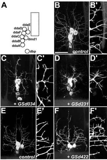 Figure 1Embryonic da dendrite screen – examples of phenotypesEmbryonic da dendrite screen – examples of phenotypes.(a) Cartoon showing the relative positions of cell bodies of dorsal cluster multidendritic (md) neurons in late stage 17 embryos
