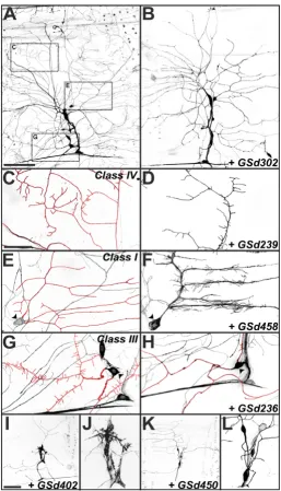 Figure 2Larval da dendrite screen – examples of phenotypesLarval da dendrite screen – examples of phenotypes