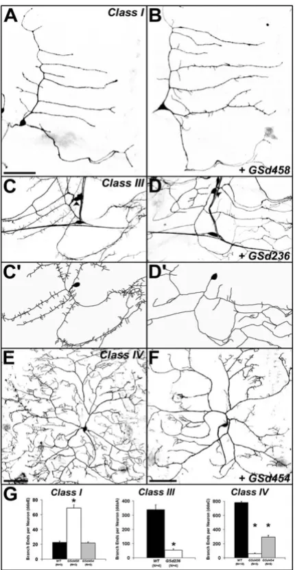 Figure 3GS misexpression with class-specific Gal4 drivers in larval da neuronsGS misexpression with class-specific Gal4 drivers in larval da neurons.(a) Control class I da neuron ddaE visualized with GAL4221 driving UAS-mCD8::GFP