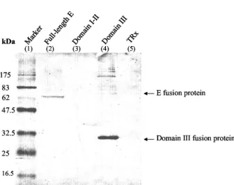 FIG. 1. Structural model of the ectodomain of the JEV E protein. The model was built on the basis of the X-ray crystallographic structure ofthe E protein of TBE virus (PDB code, 1SVB) by using a Swiss Modeling Workstation
