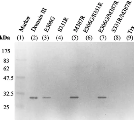 FIG. 3. Western blot analysis of mutant domain III with single ordouble site-directed mutagenesis at positions 306, 331, and 387