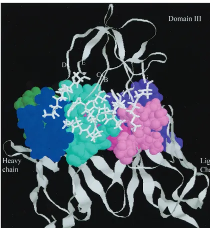 FIG. 5. General shape complementarity of the E3.3 Fab-domain III complex is shown as a close-up view of interaction surfaces